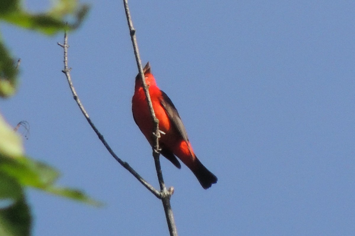 Scarlet Tanager - ML619780149
