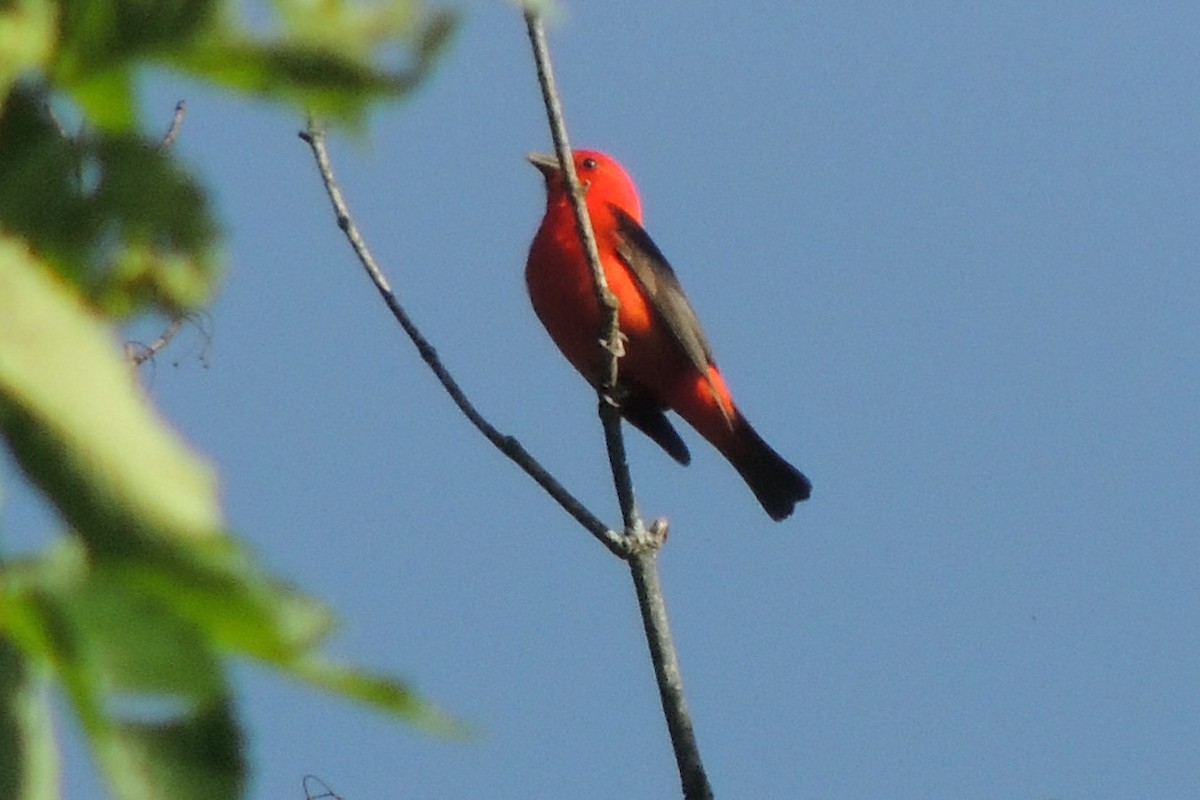 Scarlet Tanager - ML619780150