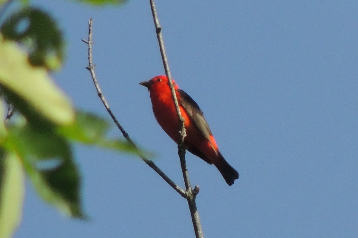Scarlet Tanager - ML619780151