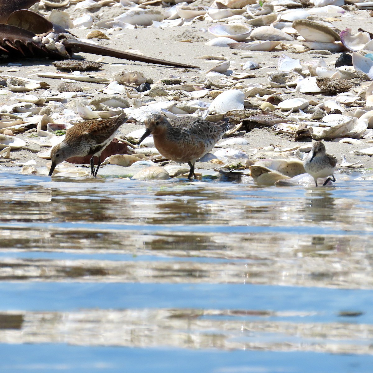 Red Knot - ML619780244