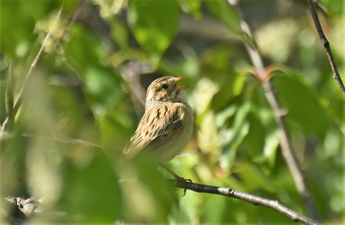 Clay-colored Sparrow - ML619780457