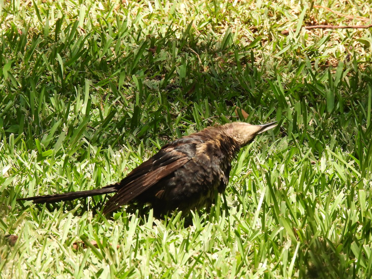 Great-tailed Grackle - ML619780465