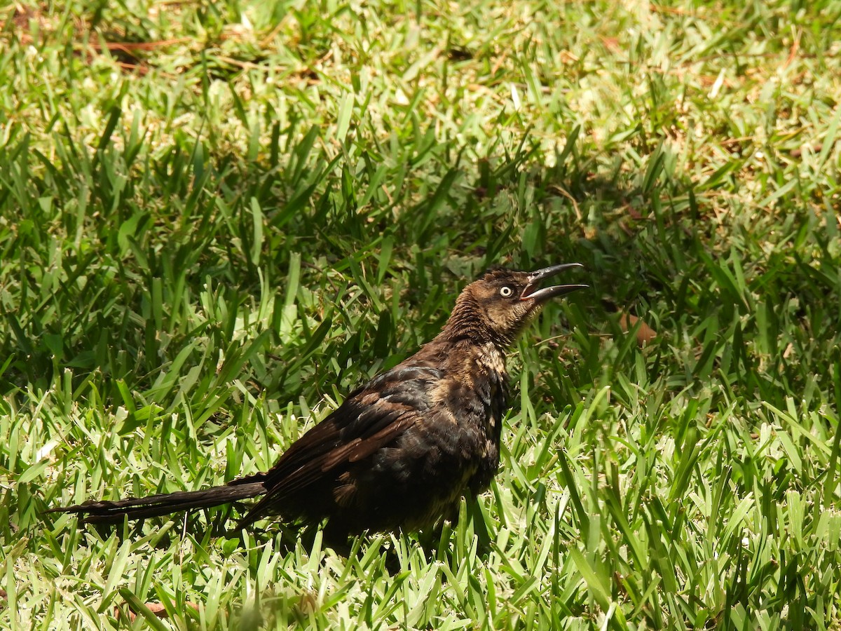 Great-tailed Grackle - ML619780467