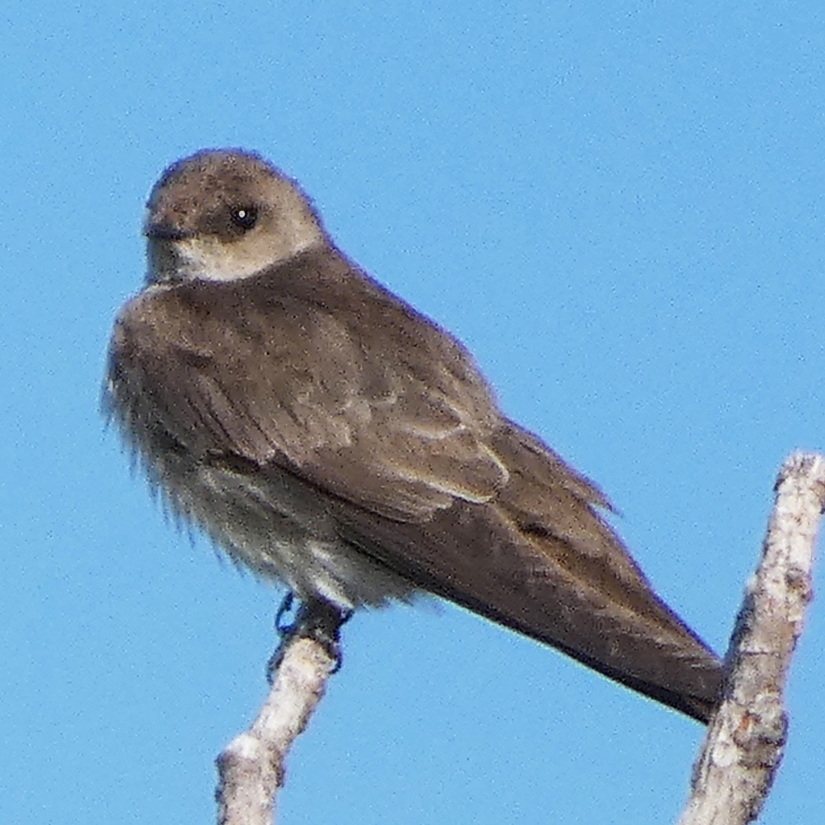 Northern Rough-winged Swallow - ML619780478