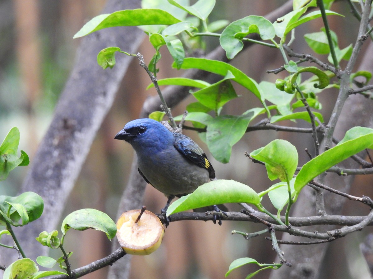 Yellow-winged Tanager - ML619780492