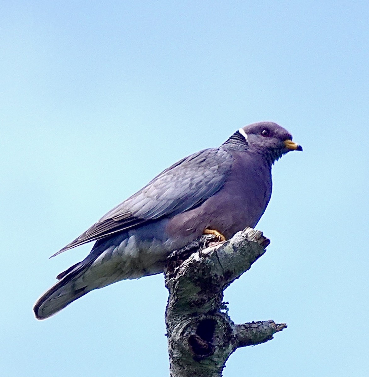 Band-tailed Pigeon - ML619780634