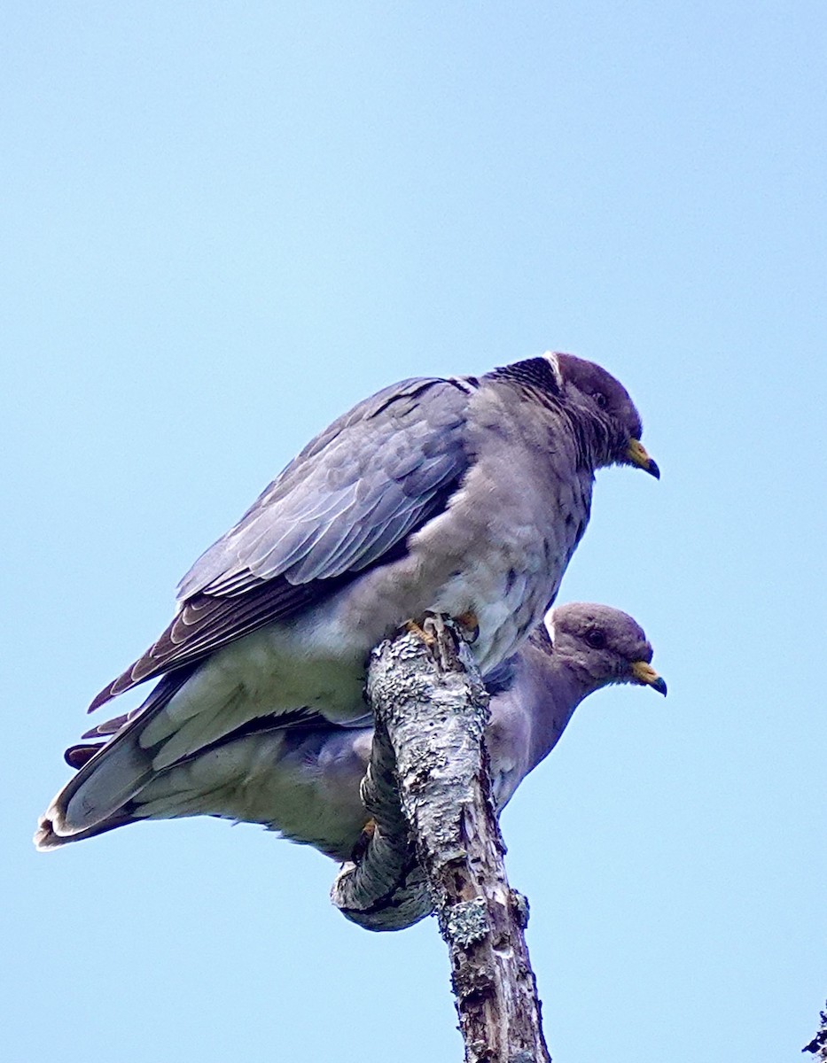 Band-tailed Pigeon - ML619780635