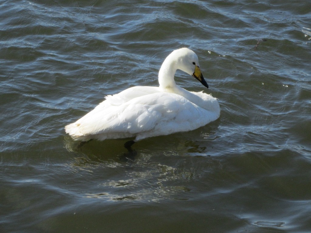 Whooper Swan - ML619780684