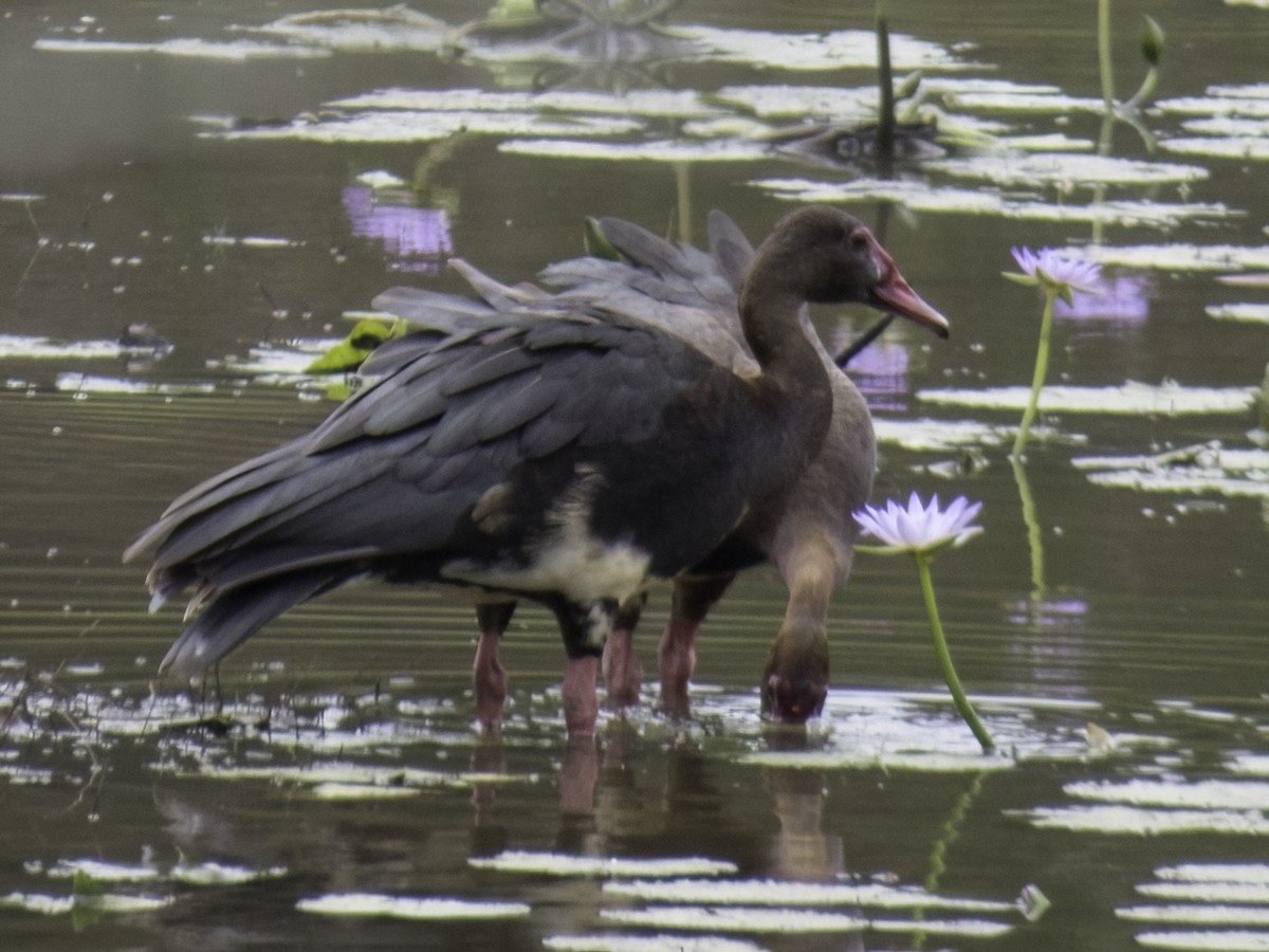 Spur-winged Goose - ML619780687