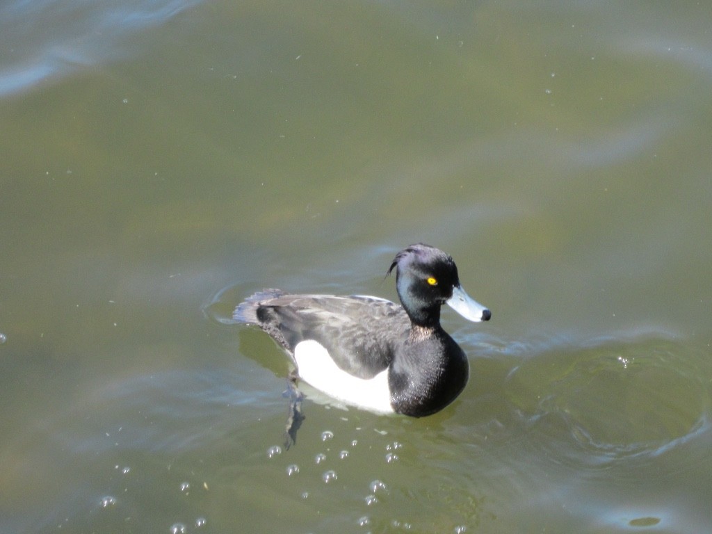 Tufted Duck - ML619780704