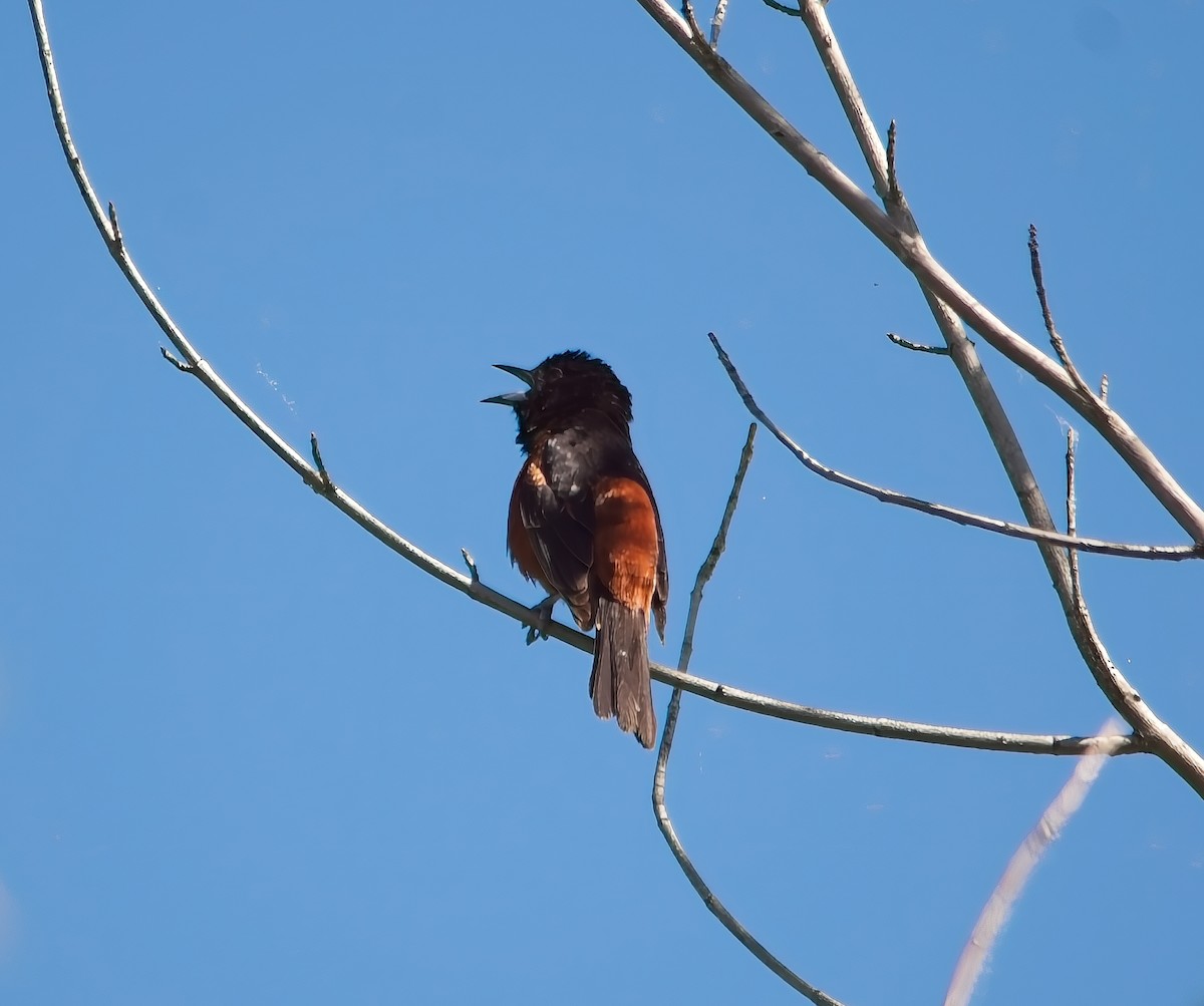 Orchard Oriole - ML619780712