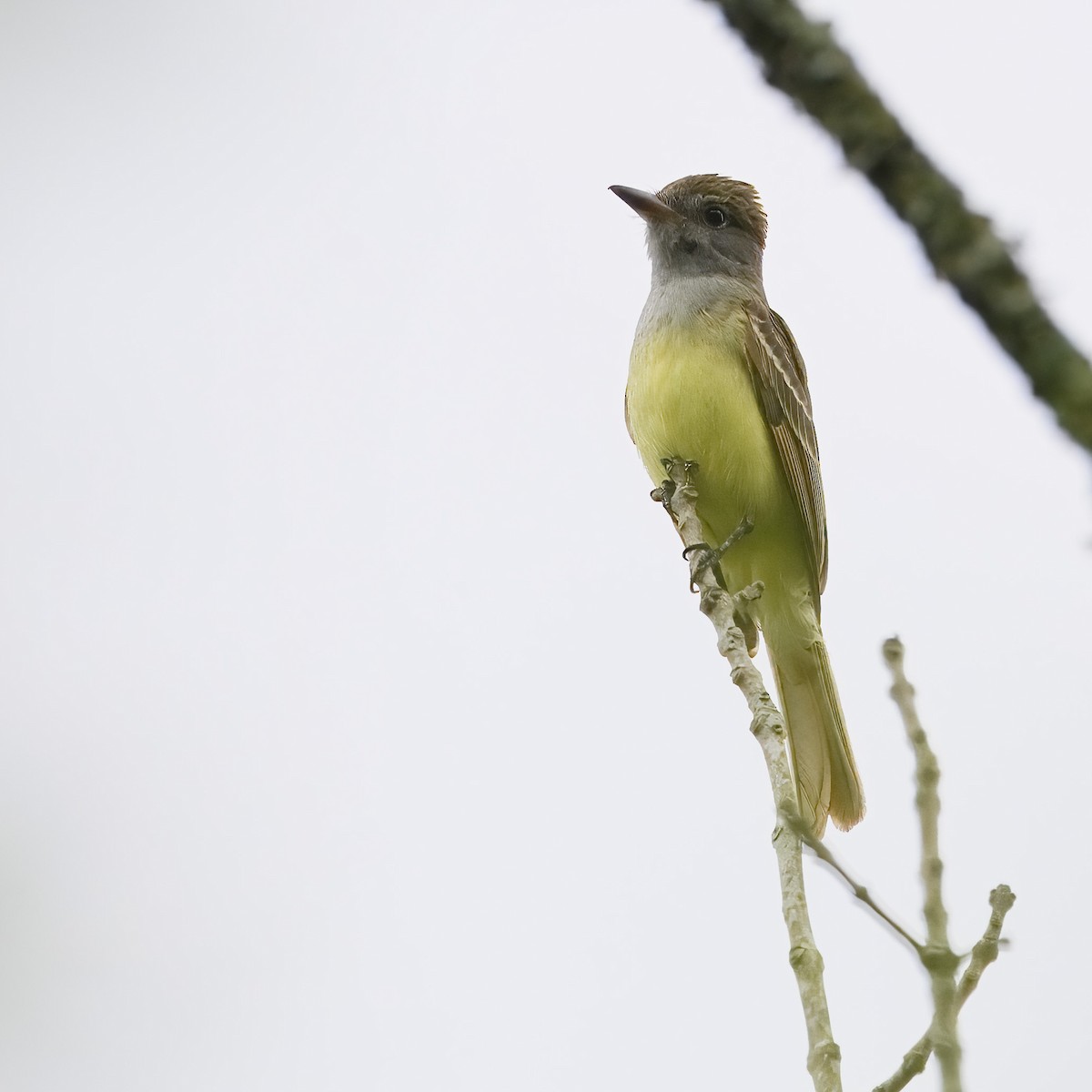 Great Crested Flycatcher - ML619780771