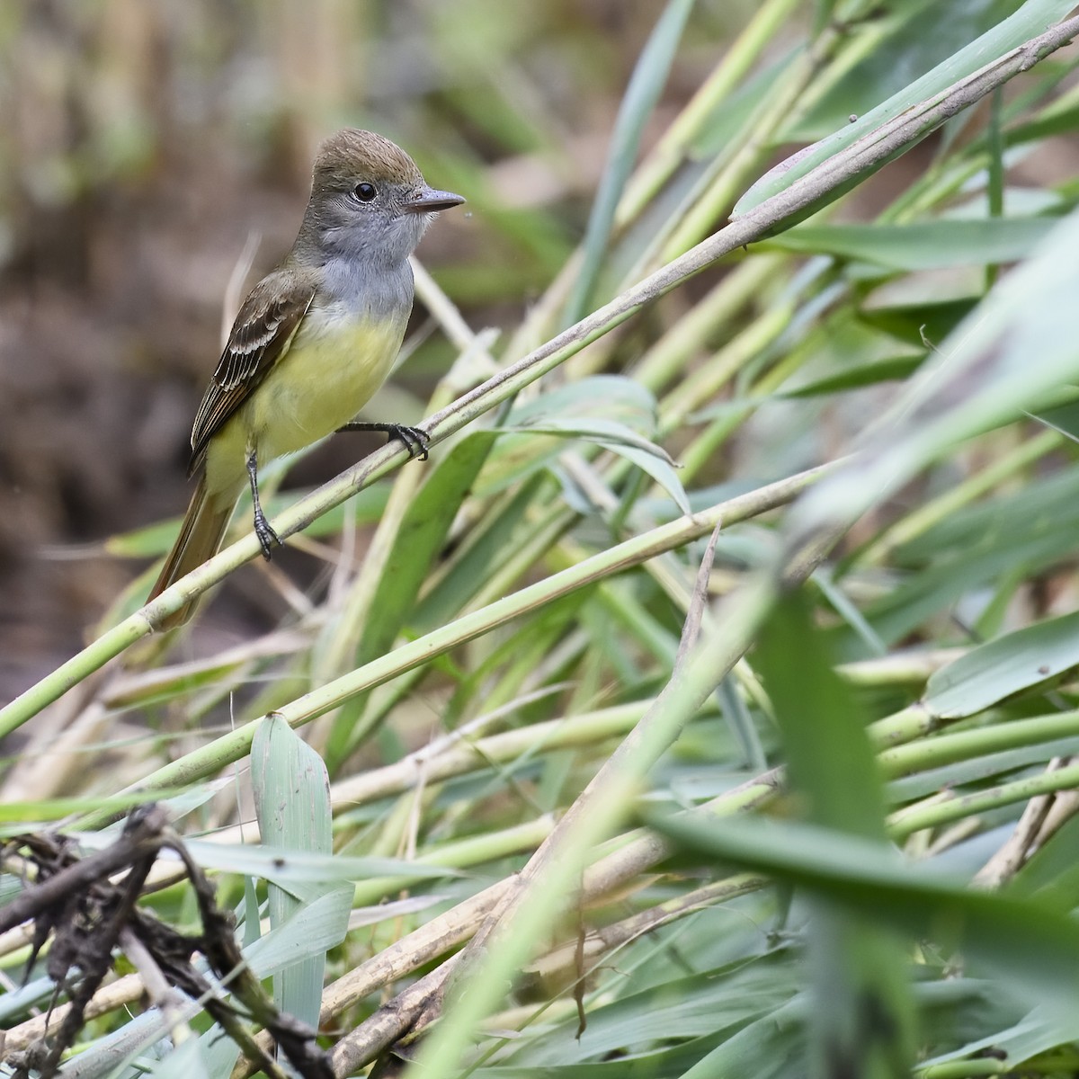 Great Crested Flycatcher - ML619780776
