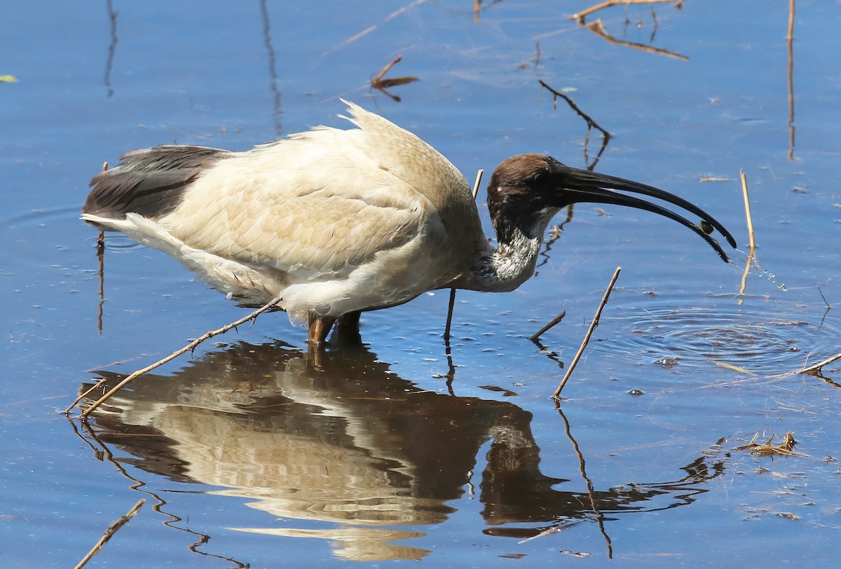 ibis australský - ML619780788