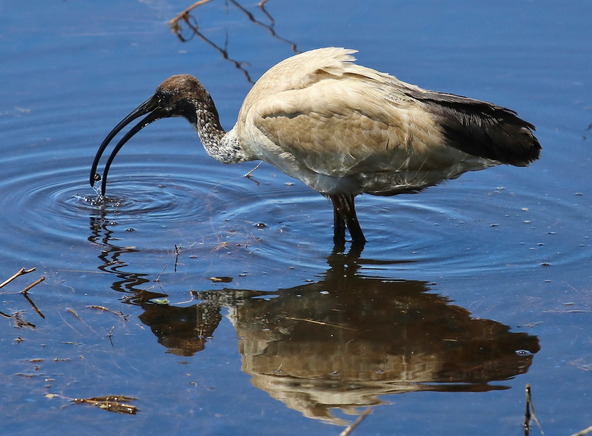 ibis australský - ML619780797