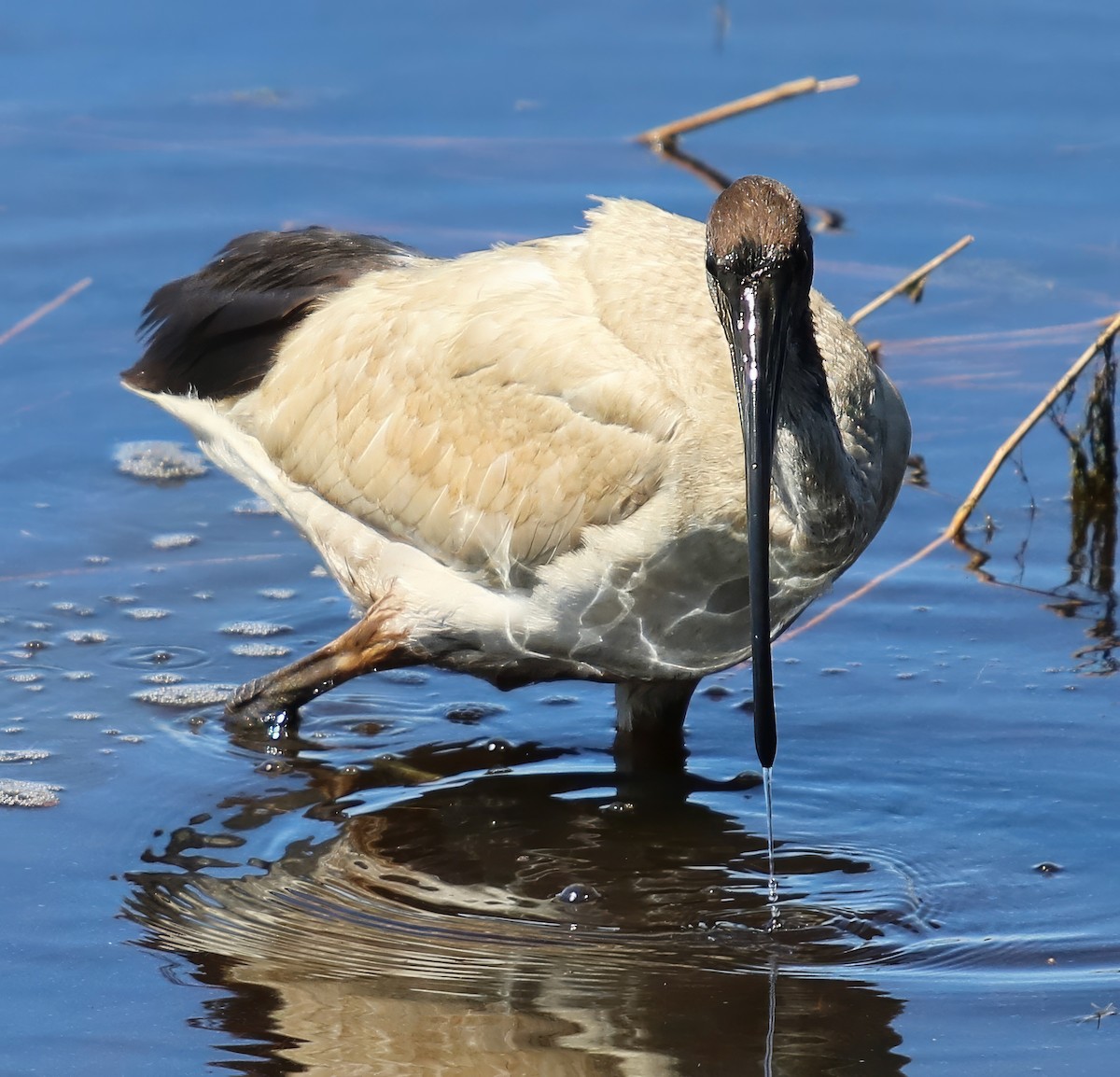 ibis australský - ML619780804