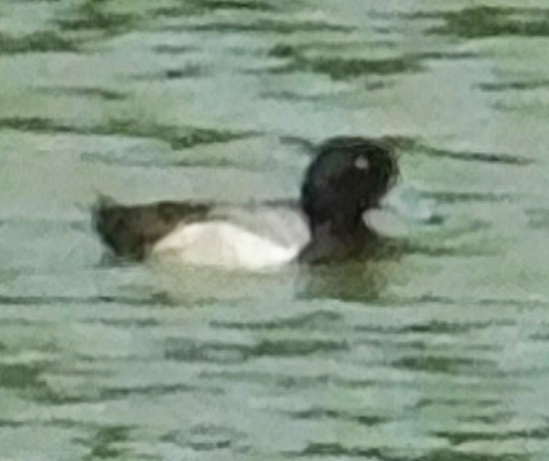 Greater Scaup - ML619780833