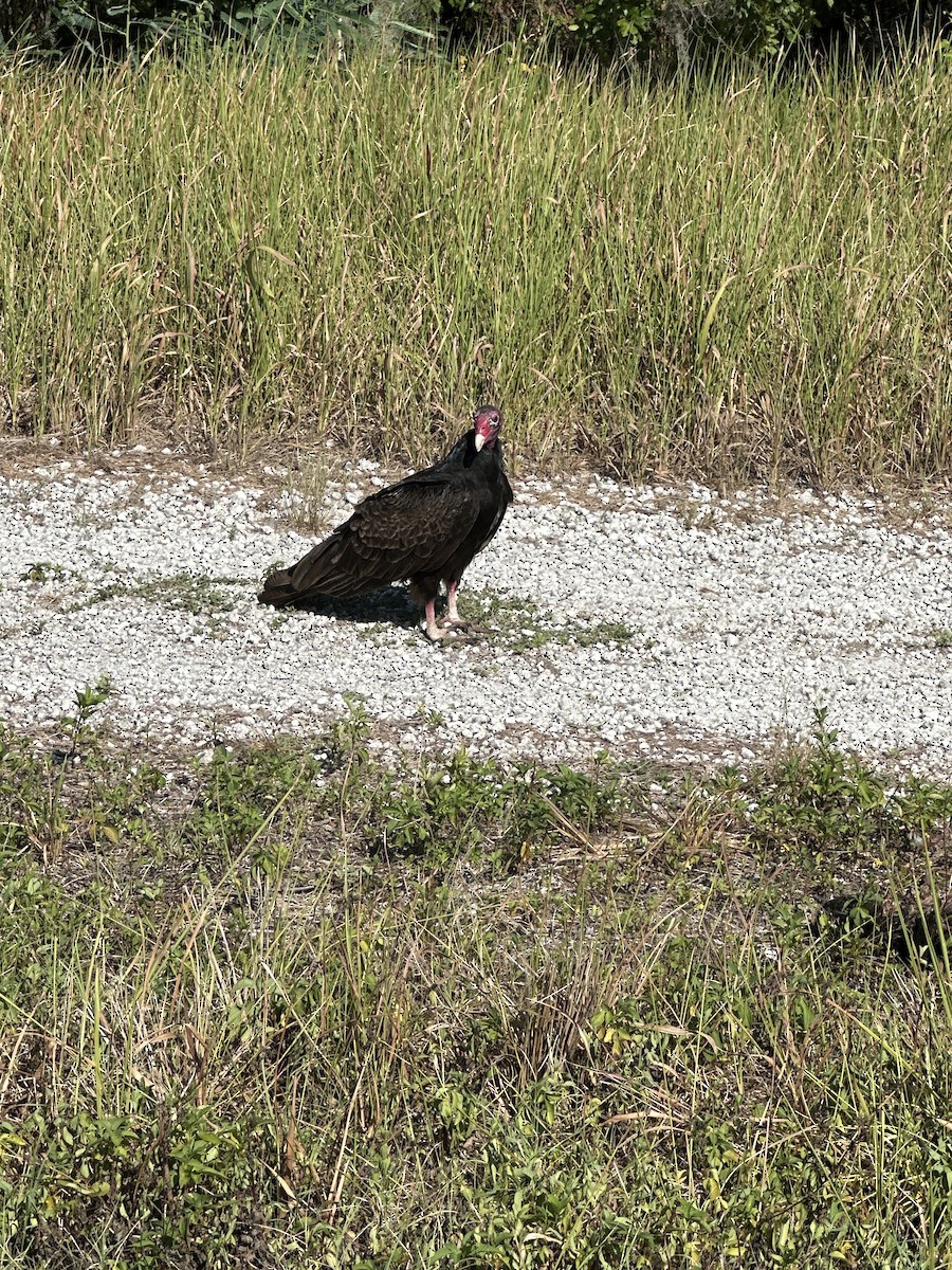 Turkey Vulture (Northern) - ML619780915