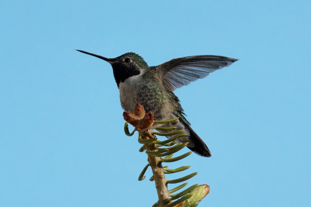Broad-tailed Hummingbird - ML619780927