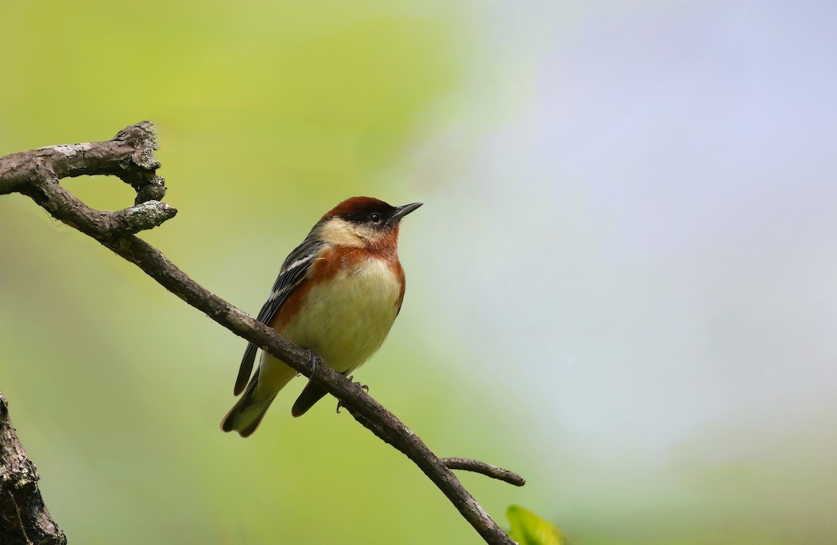 Bay-breasted Warbler - ML619780939