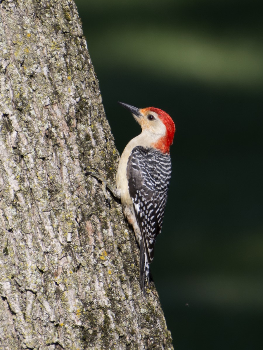 Red-bellied Woodpecker - ML619780983