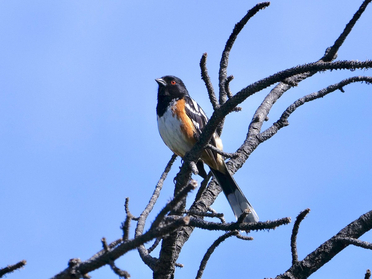Spotted Towhee - ML619780987