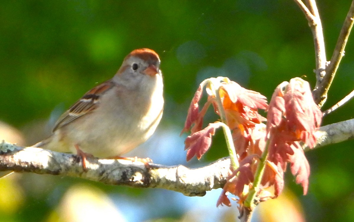 Field Sparrow - ML619781000