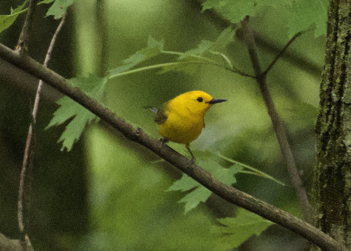 Prothonotary Warbler - ML619781014