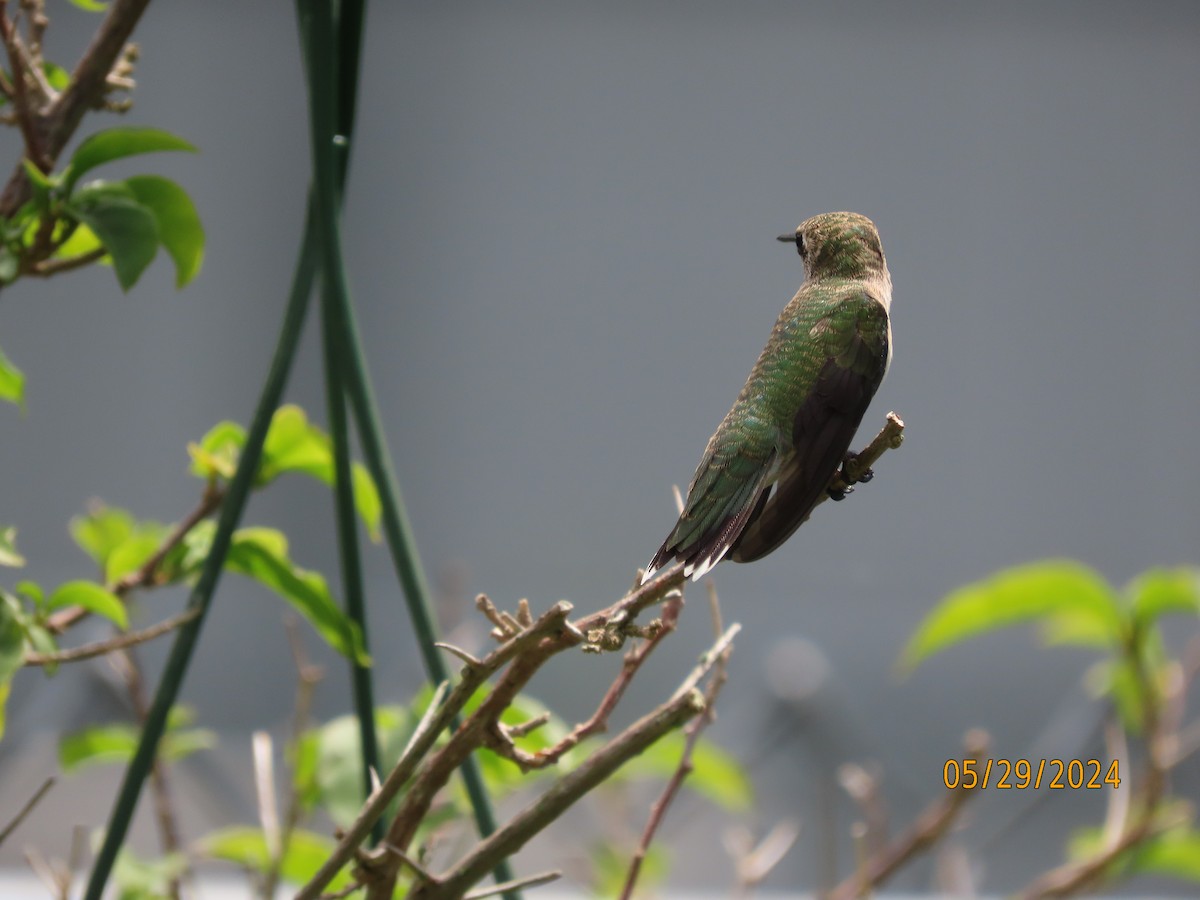 Ruby-throated Hummingbird - ML619781045