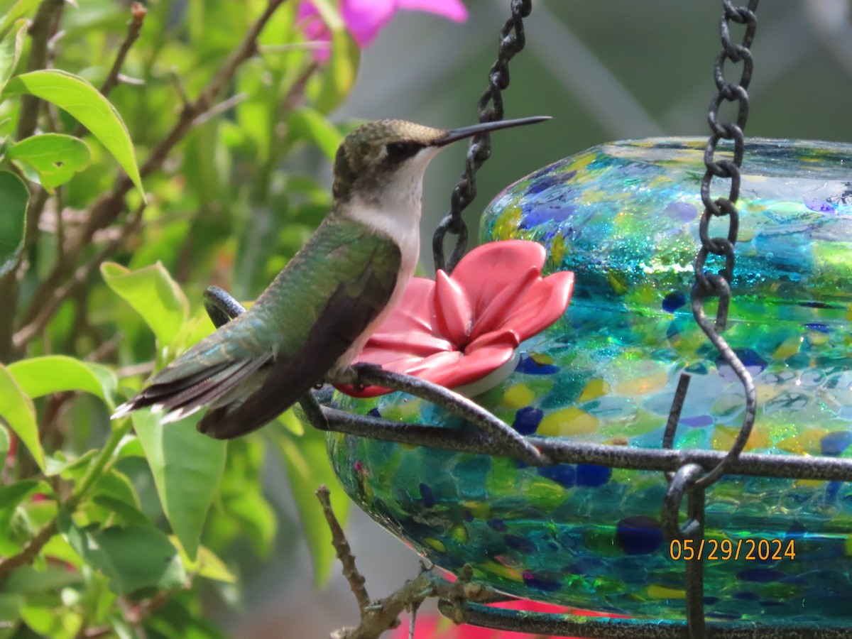 Ruby-throated Hummingbird - ML619781047