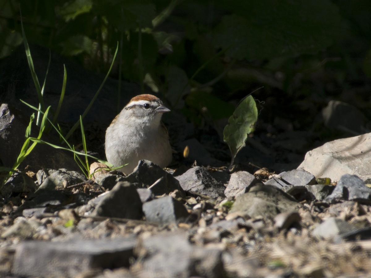 Chipping Sparrow - ML619781048