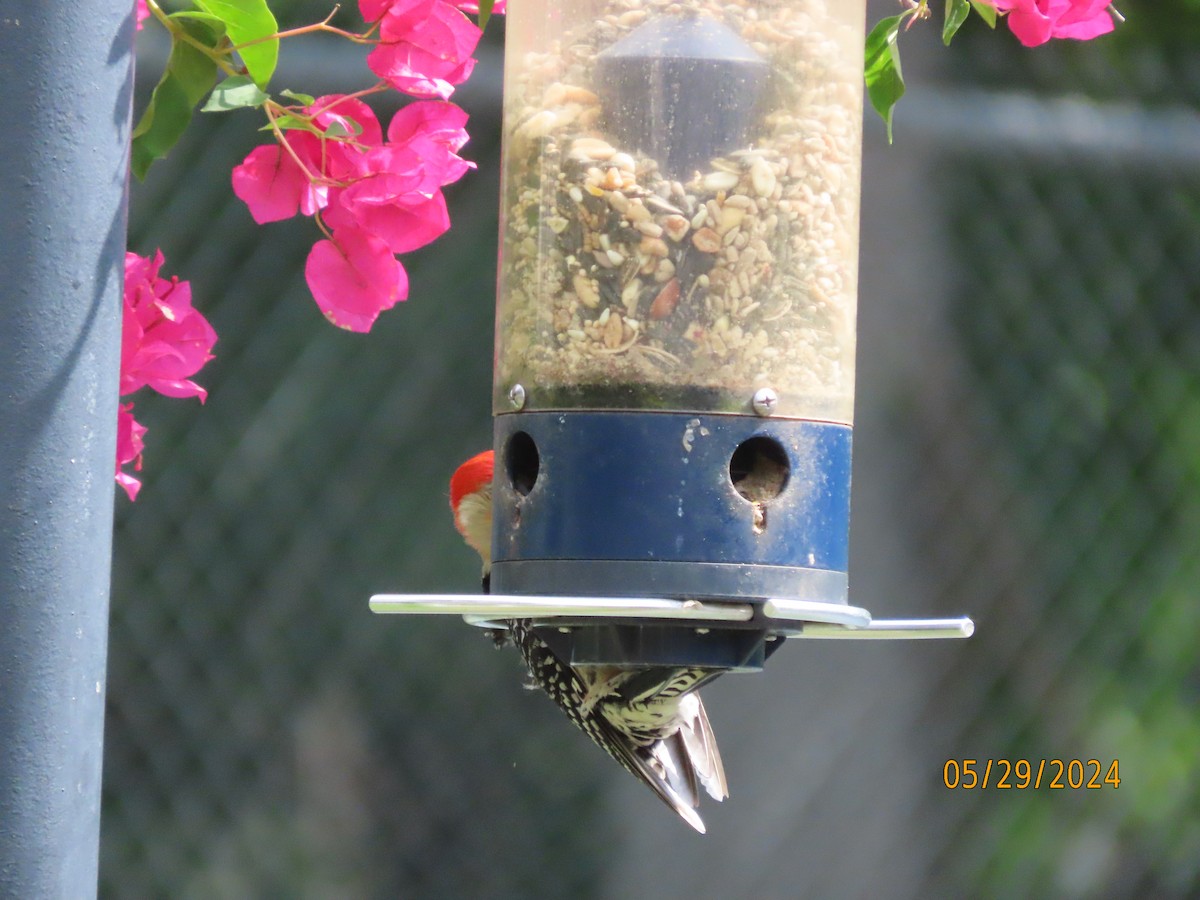 Red-bellied Woodpecker - ML619781085