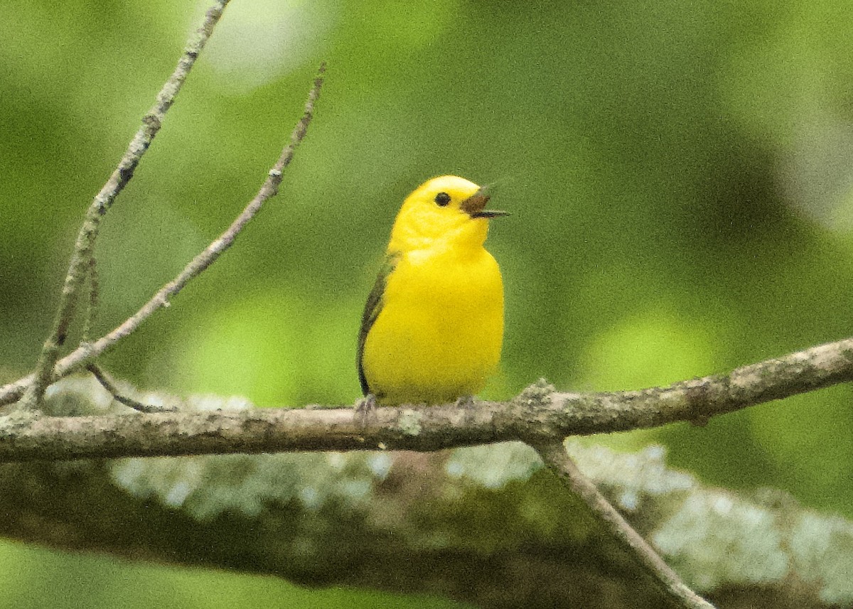 Prothonotary Warbler - ML619781131