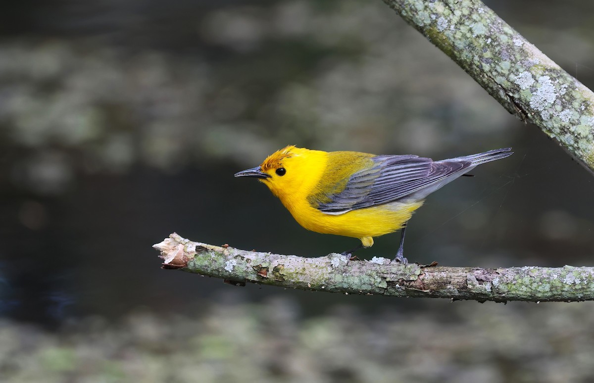 Prothonotary Warbler - ML619781163