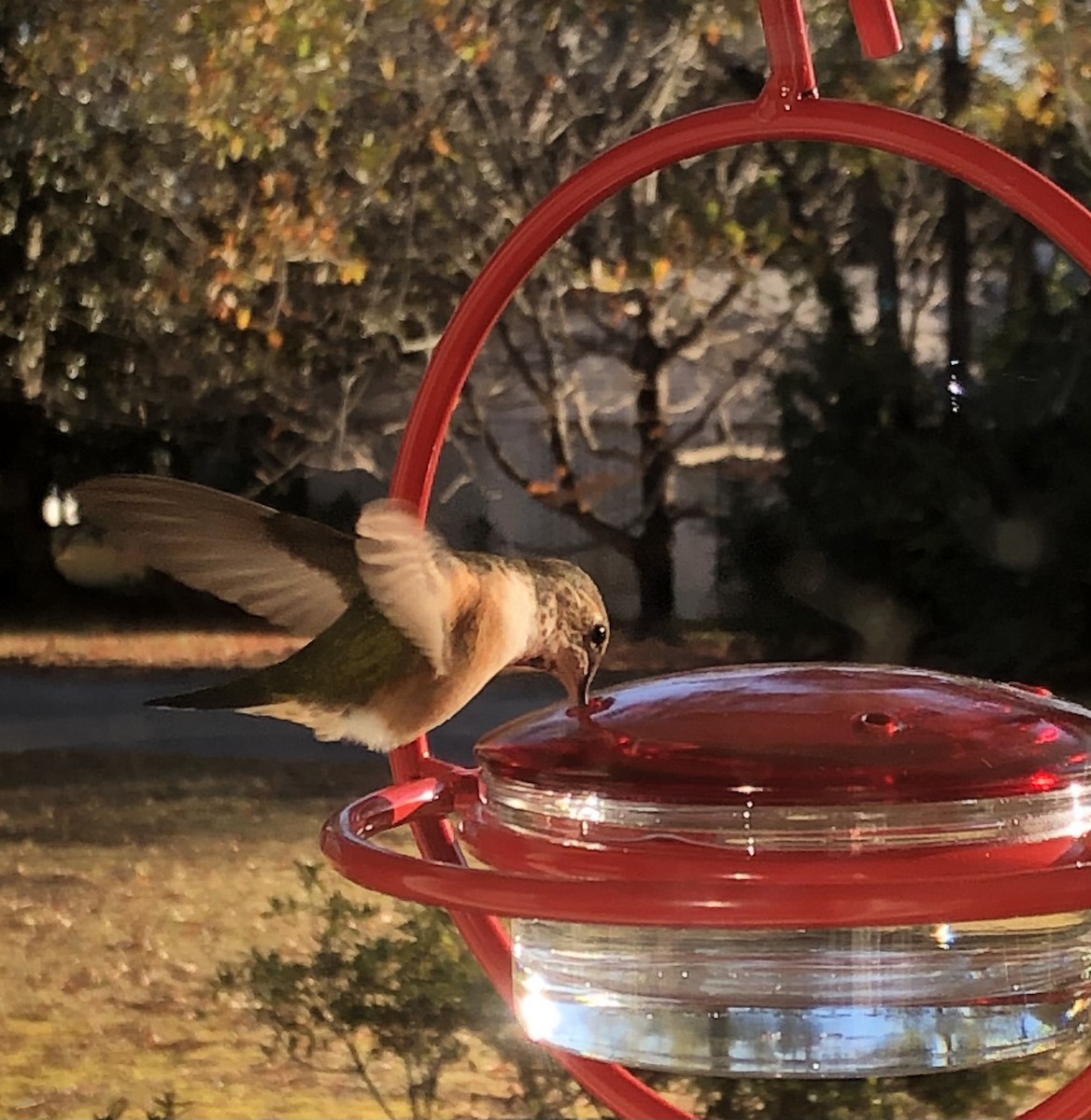 Rufous Hummingbird - ML619781249