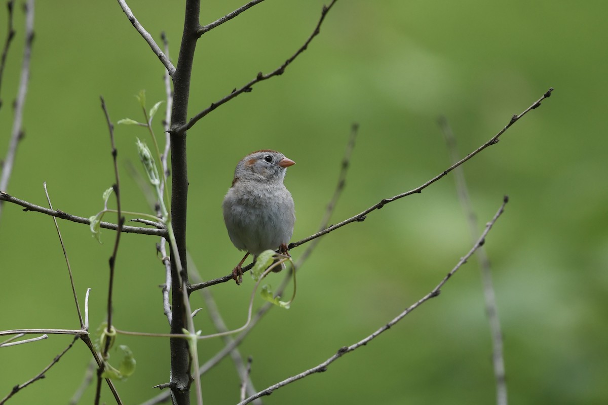 Field Sparrow - ML619781257