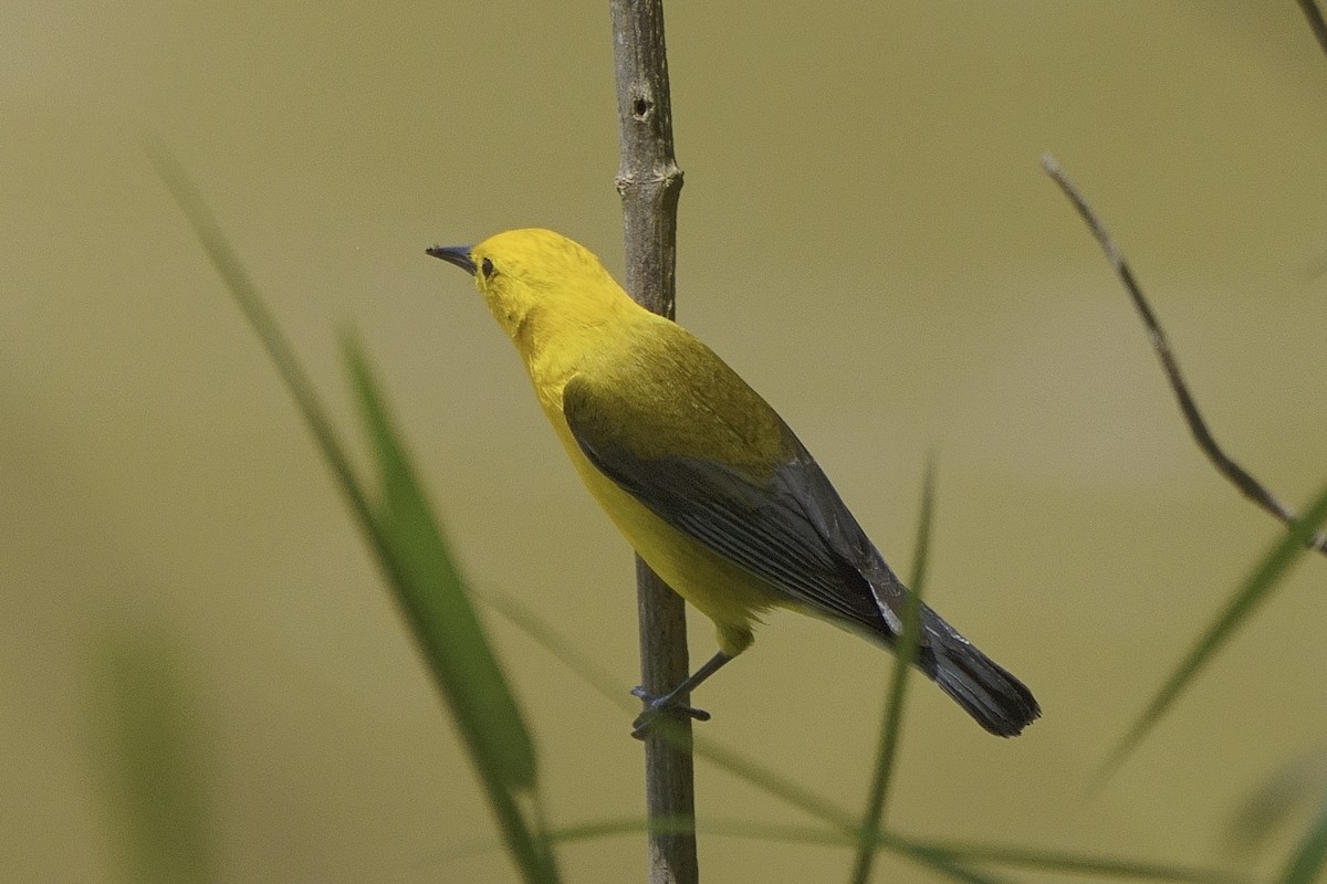 Prothonotary Warbler - ML619781326