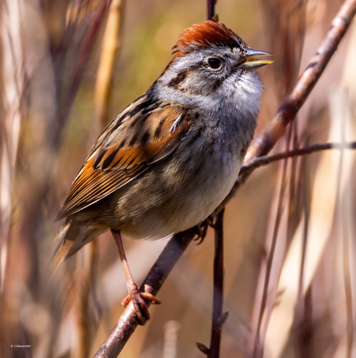 Swamp Sparrow - ML619781381