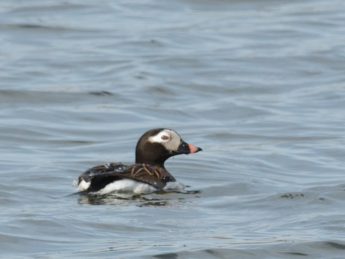 Long-tailed Duck - ML619781397