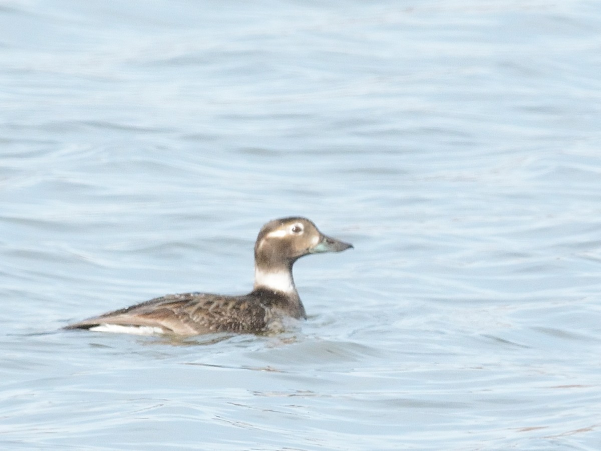 Long-tailed Duck - ML619781398