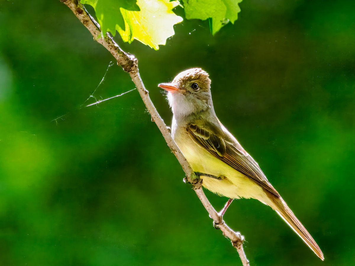Great Crested Flycatcher - ML619781571