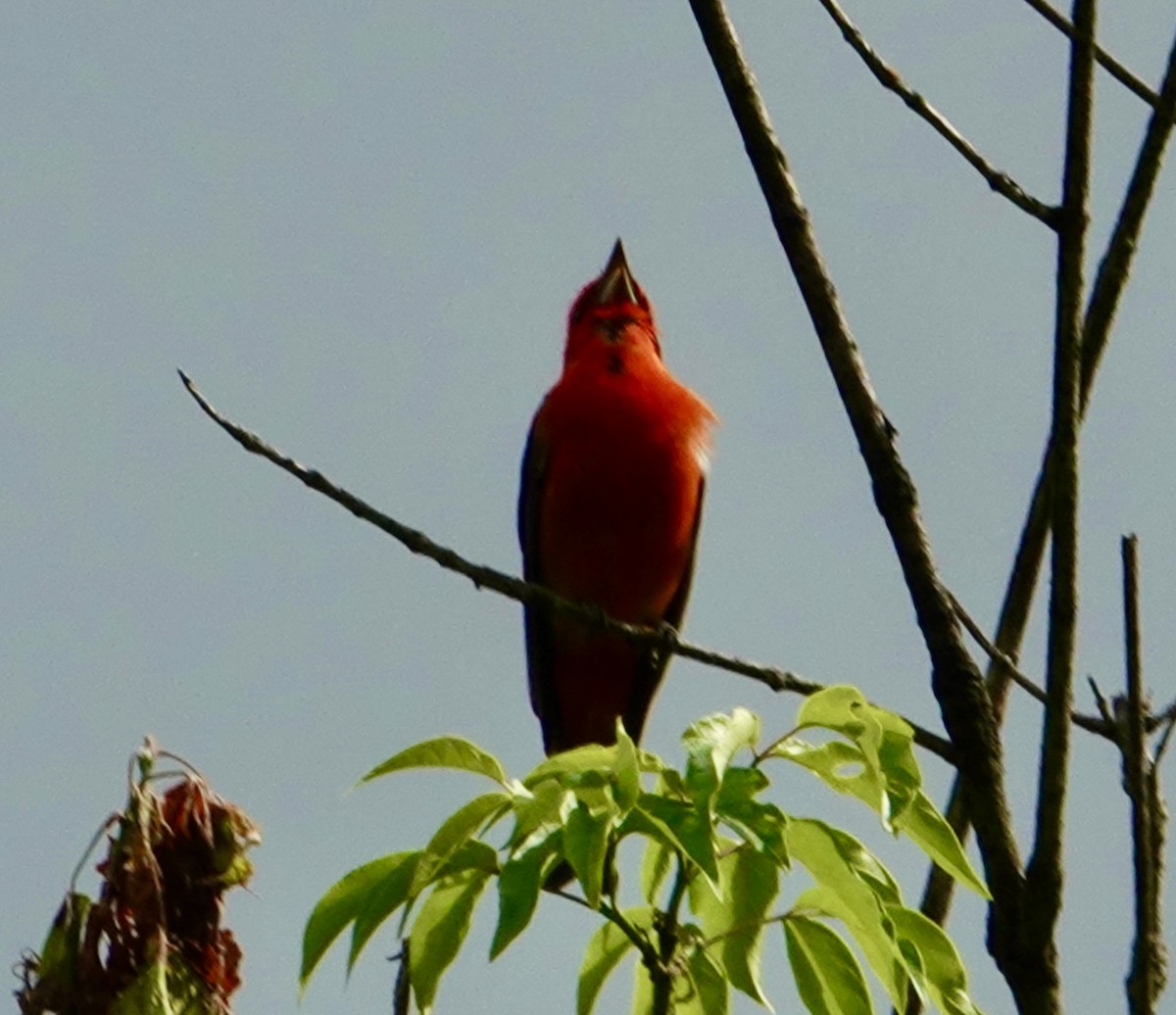 Scarlet Tanager - ML619781591