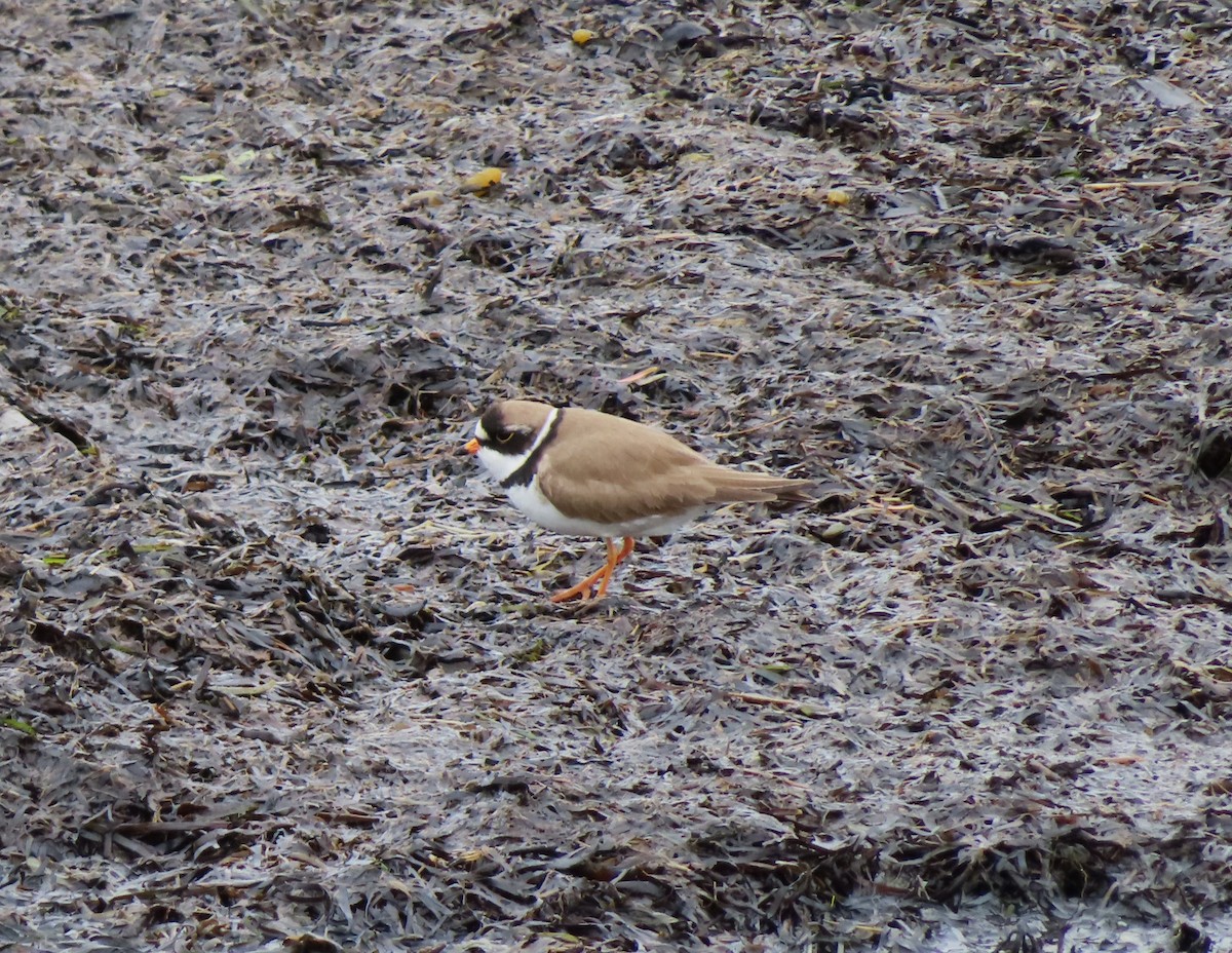 Semipalmated Plover - ML619781608
