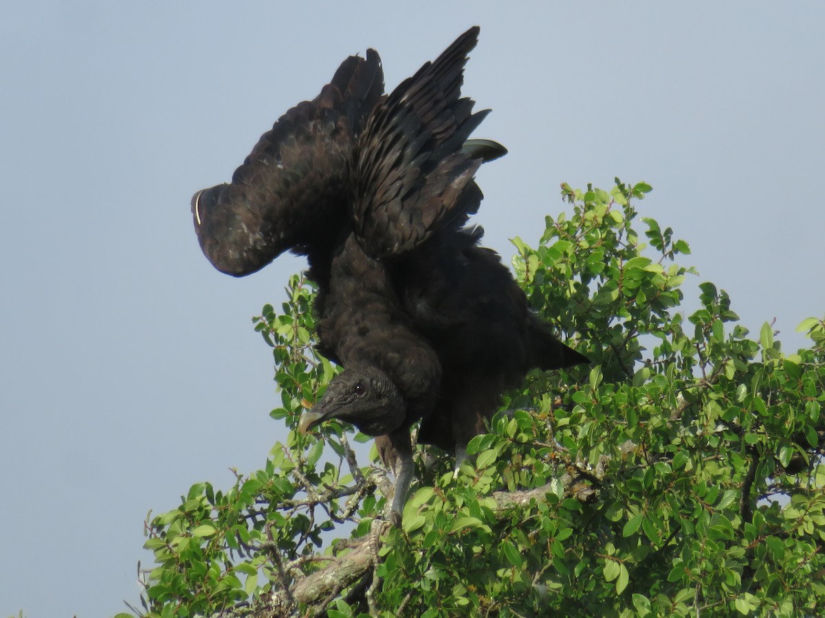 Black Vulture - ML619781615