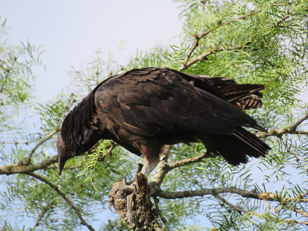 Black Vulture - ML619781617