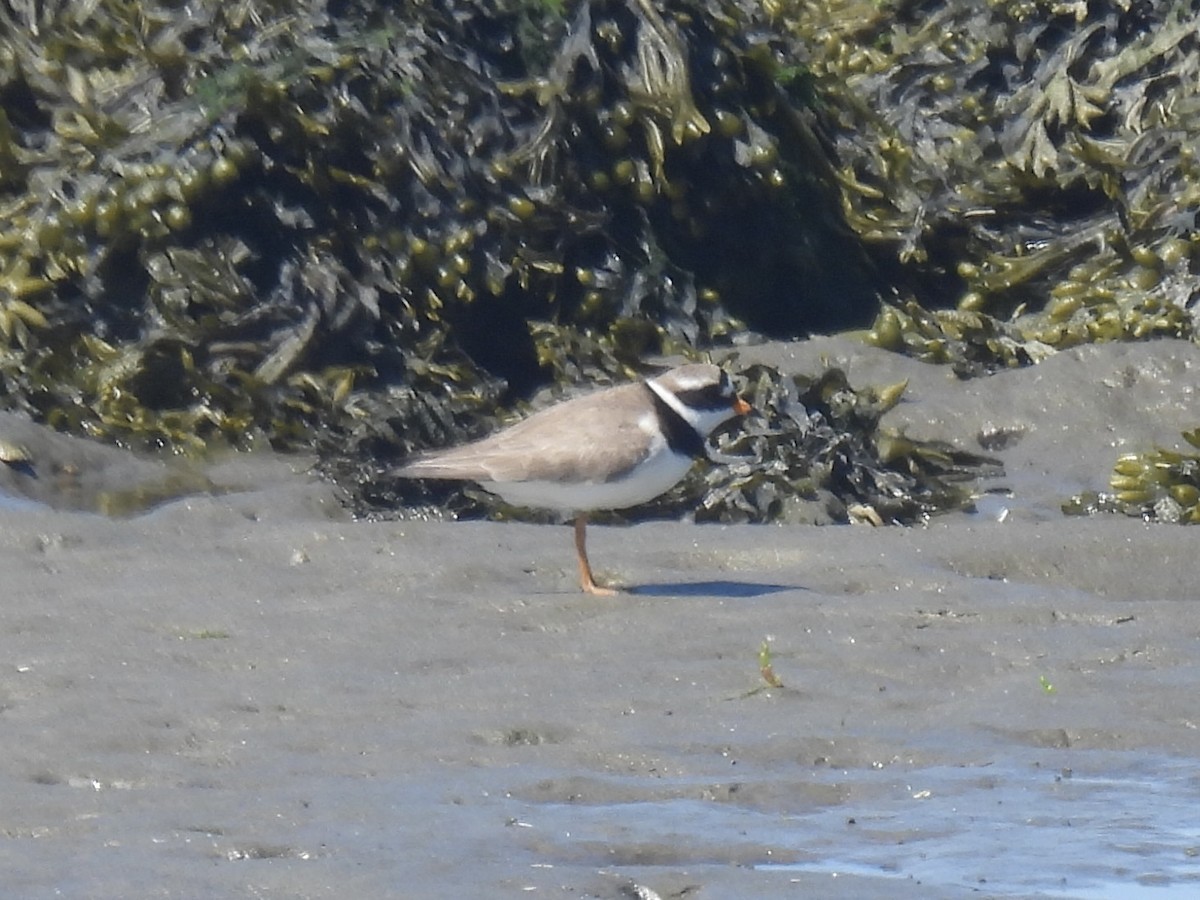 Common Ringed Plover - ML619781618
