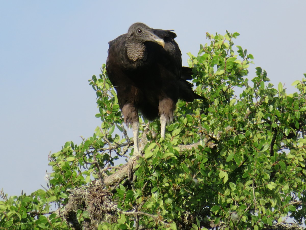 Black Vulture - ML619781644