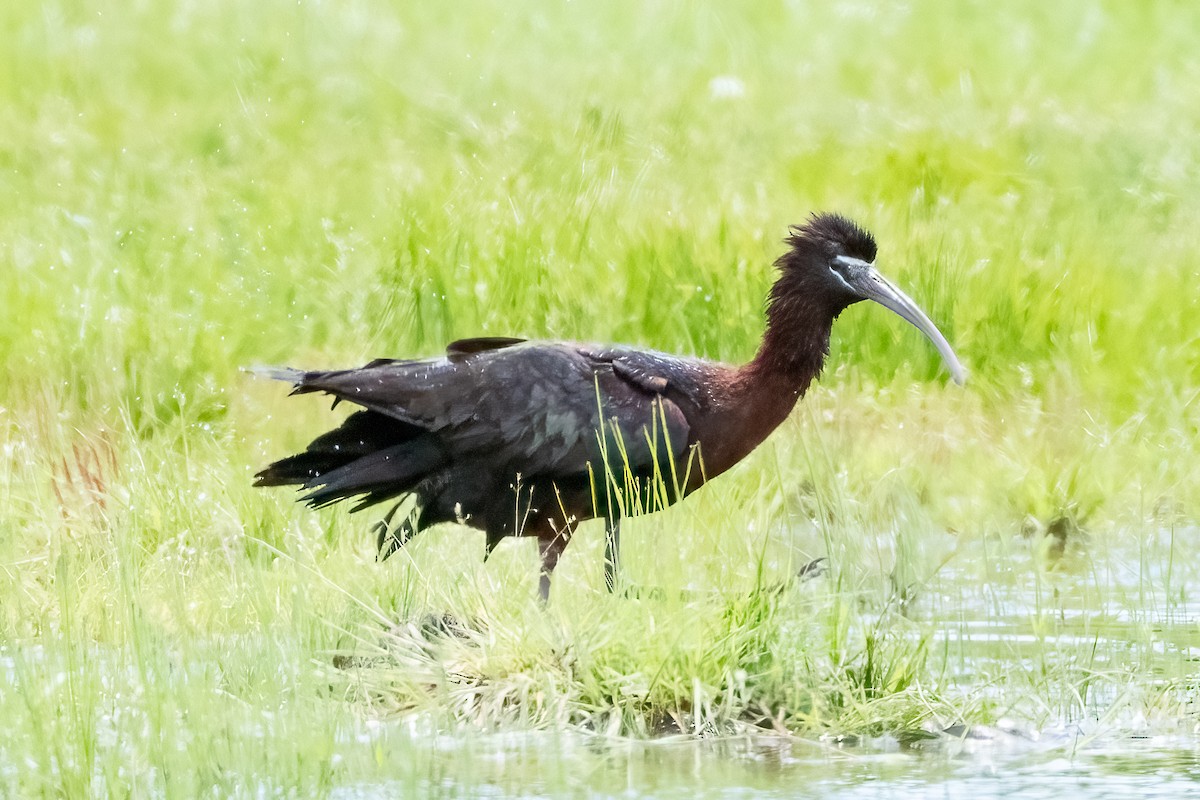 ibis hnědý - ML619781652