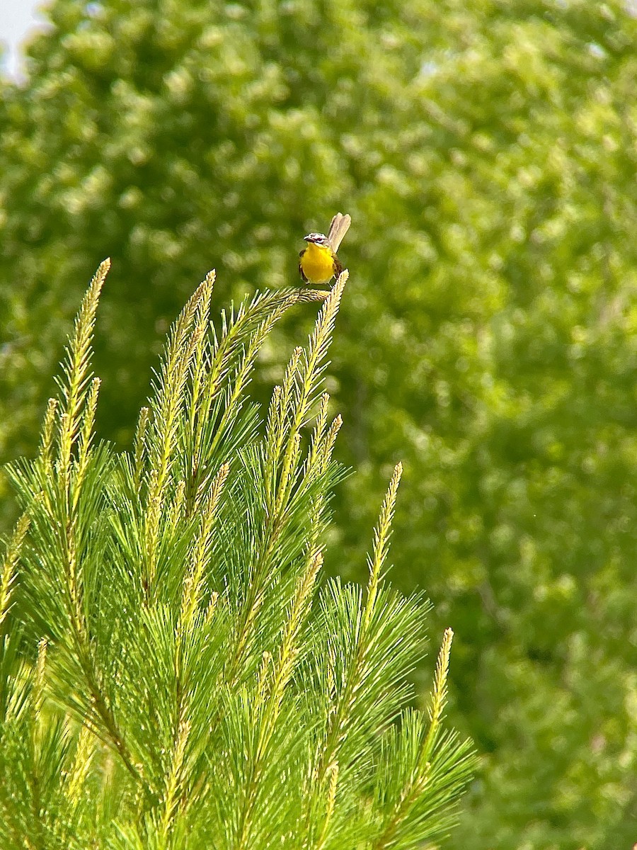Yellow-breasted Chat - ML619781806