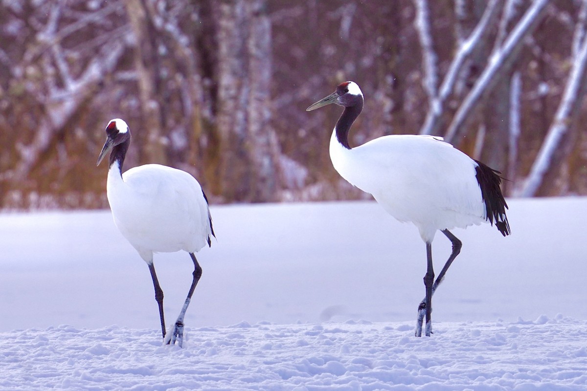 Red-crowned Crane - ML619781818